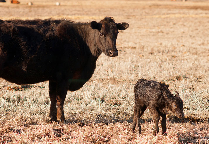 赤ちゃん牛と親牛